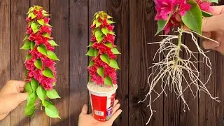 Just Rice! Paper Flower Suddenly Grows 1001 Roots in Just 1 Night.