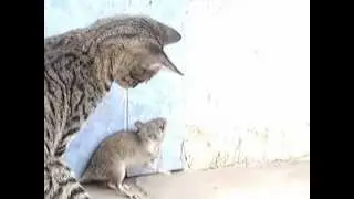 GATO VS RATA KARATEKA
