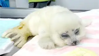 Детёныш тюленя, который просто ОЧЕНЬ МИЛЫЙ