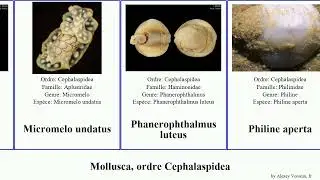 Mollusca, ordre Cephalaspidea orientalis virescens aperta luteus Philine Lebowitz Hollow Dan