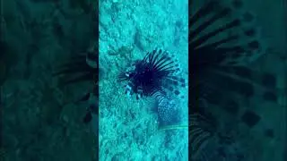 Lionfish in C&ugrave; Lao Ch&agrave;m, Vietnam | Stunning Underwater Reef Filmed on iPhone 14