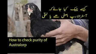 Asli Australorp ki nishania | How to check purity of Australorp Chicken