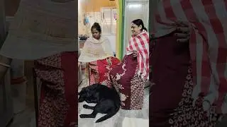 Labrador 🦮 Rani video 598 #dogbreeds #labrador #dog #doglove #doglife #cutedog