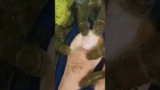 dangerous fish🐟 fish therapy foot massage