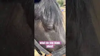 Little guest appearance! 🐶🤣🥰🐴❤️ #horses #beautifulhorse #equestrian #cute #besthorseever