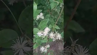 powojnik pnący (vitalba), dziki i piękny😀