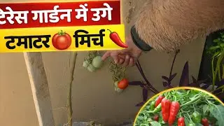 मेरे टेरेस गार्डन का टूर | Terrace Garden Tour in 😍