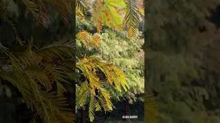 Golden leaves #olska #nature #asmr #travel #mountains #silent #relax #hiking #camping # #peace #calm