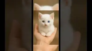 Tiny White Kitten 😻❄️ | So Adorable! #Shorts #cat #catlovers #kitten #cute #fypシ #viral