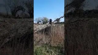 Big Fallen Oak Tree. Start another Journey. Life is a Perspective.