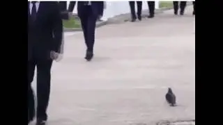 Pigeon salutes Putin - Epic!!!!!!!!!!!