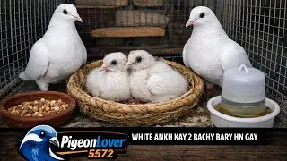 Kro Shok Breeder Setup | White Ankh Kay 2 Bachy Bary Ho Gaye | PigeonLover5572 