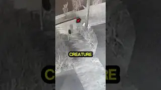 Это было внутри их дома.. #skinwalker #cryptid
