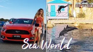 Sea World Gold Coast Australia Vlog | Dolphins, Roller Coasters and Bears Oh My!