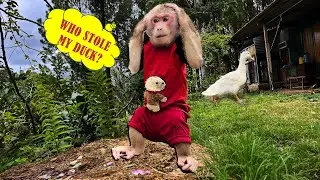 Poor monkey! Max worriedly ran around the forest looking for the stolen duck