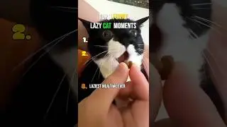 Top 3 Funny Lazy Cat Moments