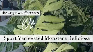 Variegated Monstera Comparison: Which One Is Right For You?