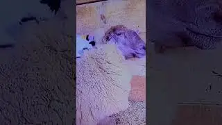 Đ&ocirc;i bạn Cừu v&agrave; M&egrave;o đ&aacute;ng y&ecirc;u/Adorable Sheep and Cat friends/#shorts #cute #cat #sheep