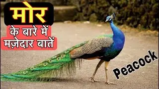 मोर के बारे में 22 रोचक तथ्य || Interesting facts about Peacock in Hindi