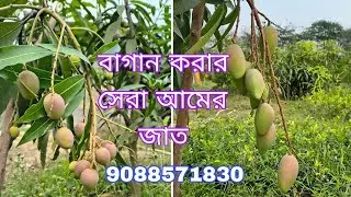 বাণিজ্যিক আমের জাত | Commercial mango varieties