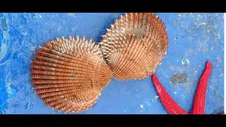 Acanthocardia spinosa, the sand cockle Sygitikos gulf Chalkidiki Greece