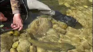 belles truites prise sur le guiers en nymphe au fil