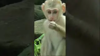 Baby monkey Lucie |Monkey lover