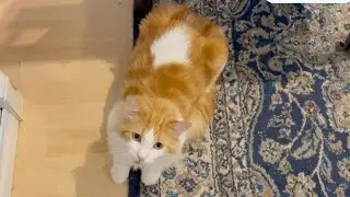 Crazy cute cat&rsquo;s daily routine, blood on your cat make you 😟 worried, 2025-09-02