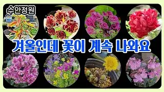 겨울에 꽃이 이만큼?｜신품종 겨울꽃 대량 입고했습니다 #앵초#겨울야생화