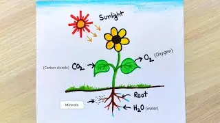 Photosynthesis drawing step by step | How to draw photosynthesis easy |  Photosynthesis drawing