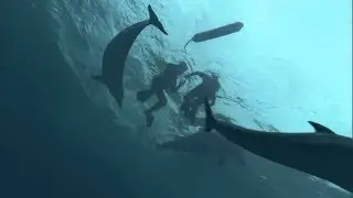 Dolphins go BALLISTIC!! Save Lifeguard and Family from Shark Attack.!!