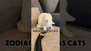 The zodiac signs as Cats (part 3) #cats #zodiac #memes