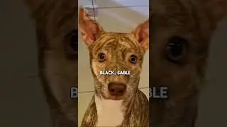 Meet the Philippine forest dog #education #pets #dogbreed