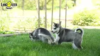 Beautiful Pomsky Puppies