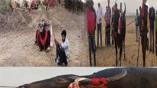 💥💥 Naramari mohjuj💥||নাৰামাৰি মʼহযুঁজ খন|| Dolbari vs Dolbari||mohjujassam @dipdipshikhavlogs269