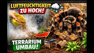 Umbauma&szlig;nahmen bei Crowley - Wir m&uuml;ssen die Luftfeuchtigkeit senken!!