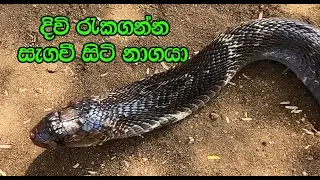 The cobra hiding in the wood pile for protection