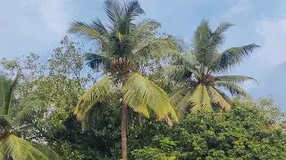Coconut Tree | Royalty free Video | Coconut | No Copyright video