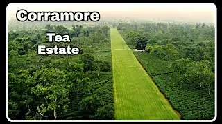 Corramore Tea Estate | Drone Shots | TeaBiker Saurav