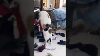 😱 Katzen suchen ein ganz besonderes Spielzeug 🤪 super witzige Synchron-Stimme 😻