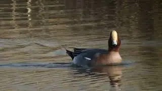 Eurasian Wigeon   Smient   Munnikenpolder   The Netherlands   Luuk Punt 250317 1