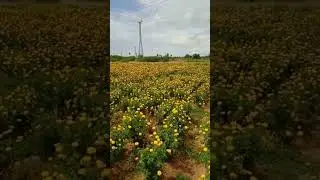 welcome back #shorts #marigold farm shorts #shortsvideo #shortsviral