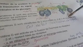 Voie AMPc , transduction du signal, recepteur coupl&eacute; a la proteine G