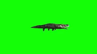Predator Crocodile Animations Green Screen