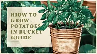 Growing First Early Potatoes in Buckets: A Step by Step Guide