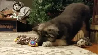 Giant Fluffy Puppy Tries to Wrangle 2 Yellies Toys