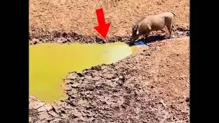 The Fearless Mr  Warthog #warthog #funny #fearless #crocodile