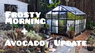 Outdoor Avocado Tree & Greenhouse after a Hard Frost