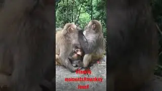#shorts family moments#monkey love