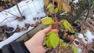 A warm winter day -pressure's on to pick the RIGHT WINTER PROJECT